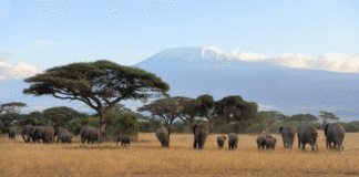 Investitionsplattfrom Afrika (© fotolia/byrdyak)