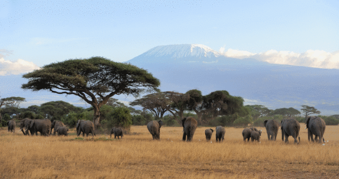 Investitionsplattfrom Afrika (© fotolia/byrdyak)