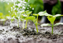 (c) Jurga Jot_adobe_Stock