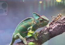 Weltweit größtes Zoofachgeschaft Zoo Zajac muss saniert werden