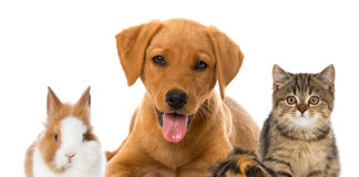 AlphaPet Ventures übernimmt Berliner Marke Tierliebhaber (c) adobe_Stock_Judith Dzierzawa